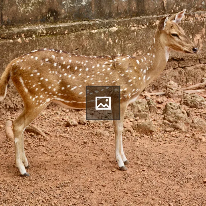 Female spotted deer