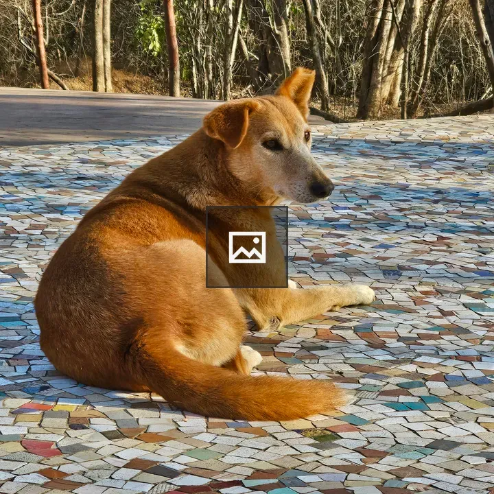 Street dog in morning light