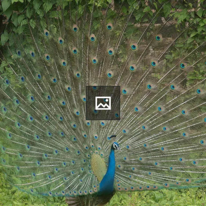 Indian peafowl