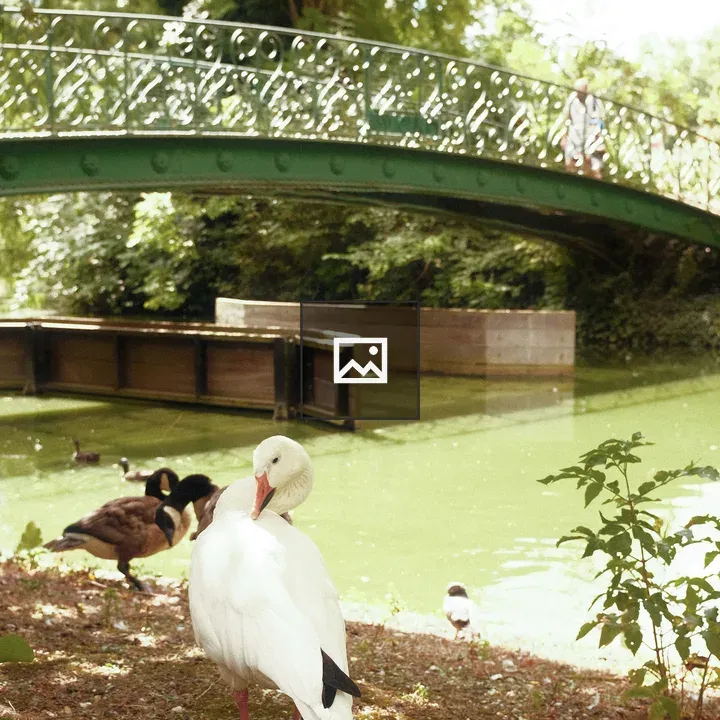 White goose by pond with bridge