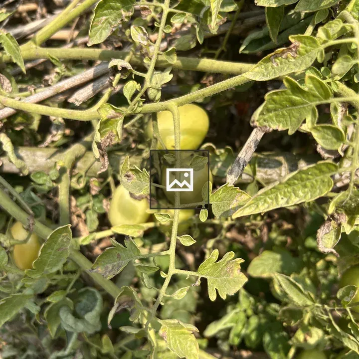 Tomato plant with unripe fruit