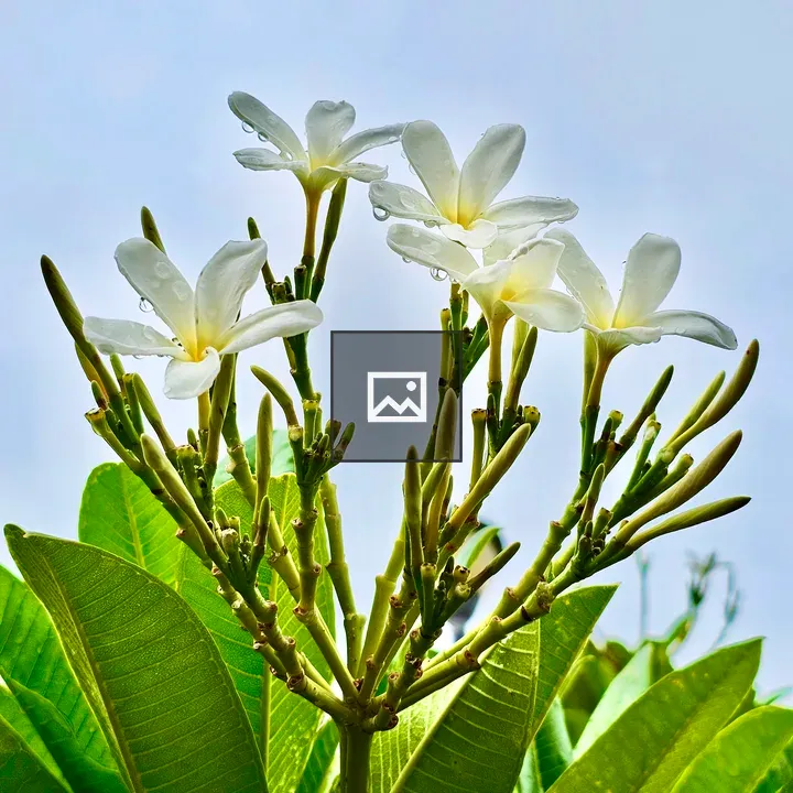 White Plumeria Flowers in Rain