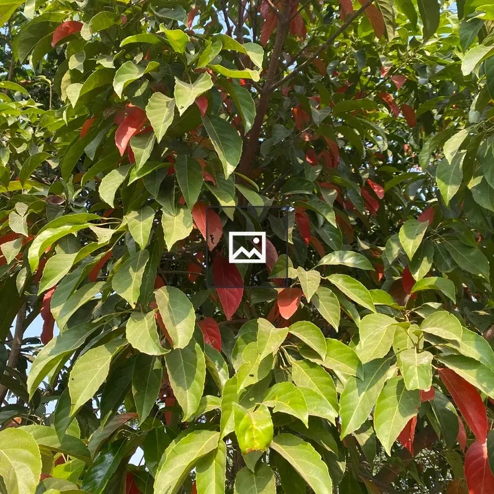 Tree with Green and Red Leaves