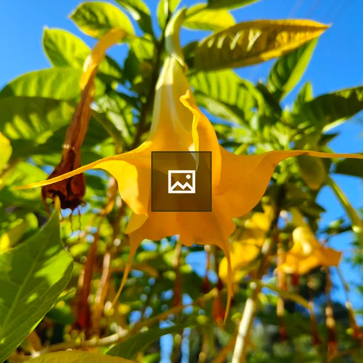 Large yellow trumpet-shaped flowers