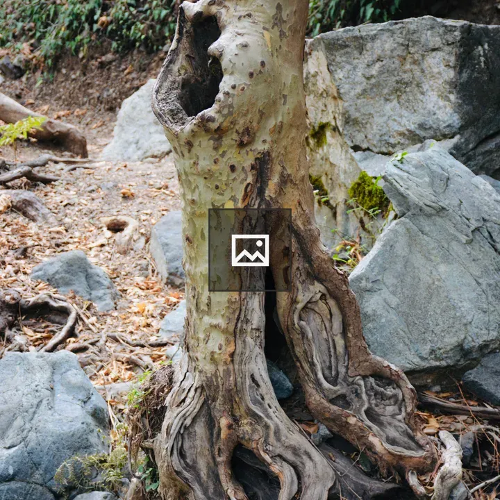 Twisted roots at tree base
