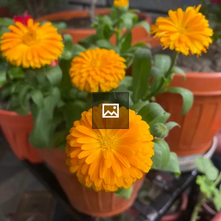 Close-up Orange Flowers in Pots