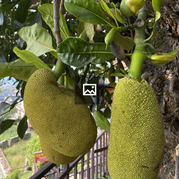 Jackfruits on Tree Trunk
