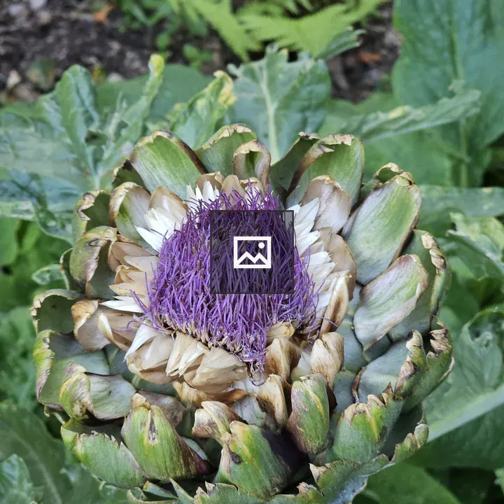 Artichoke Flower Portrait