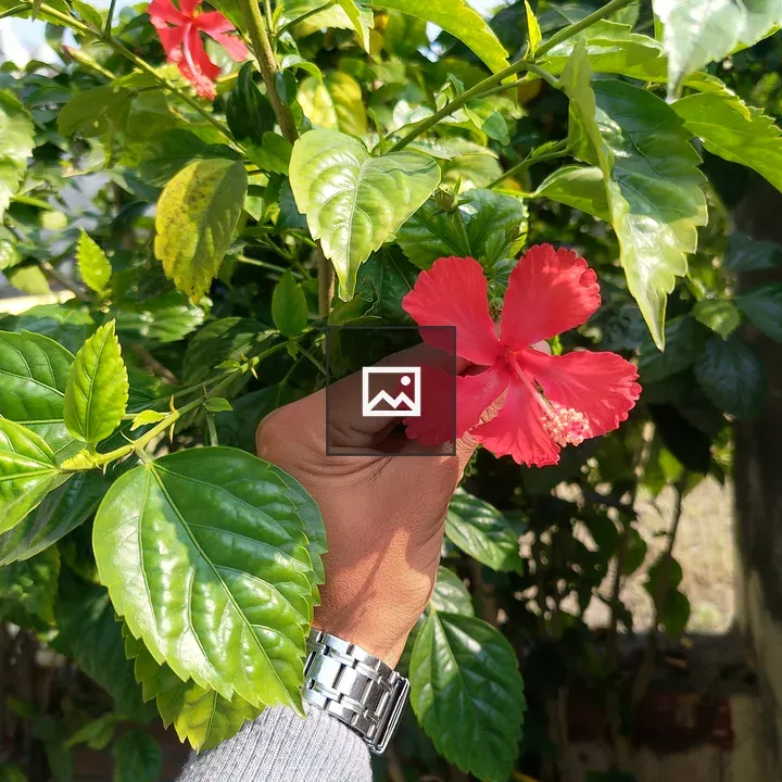 Red hibiscus in hand