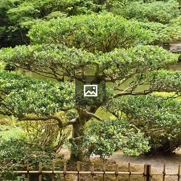 Tree behind bamboo fence by pond