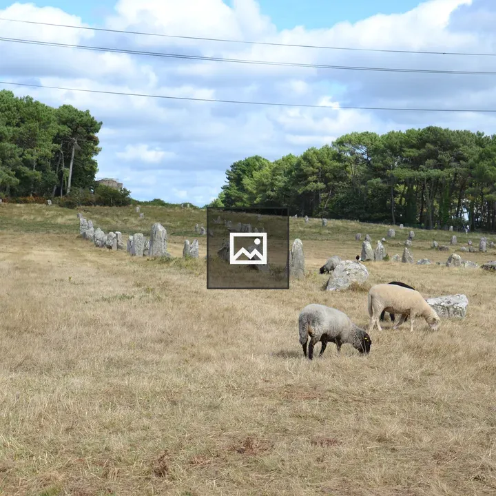 Sheep in a Meadow