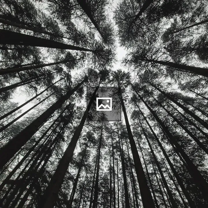 Pine Trees in Black and White