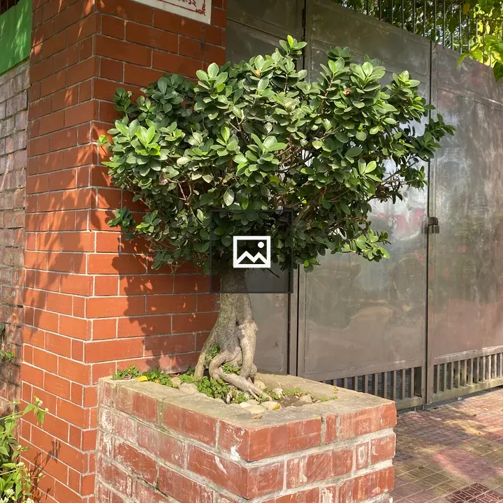 Tree in brick planter
