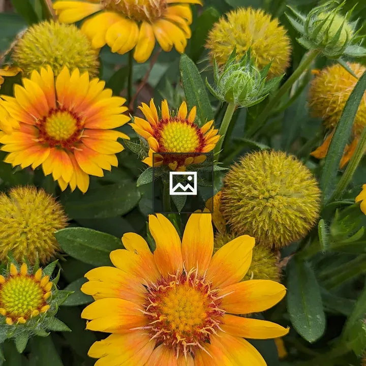 Yellow cactus flowers close-up