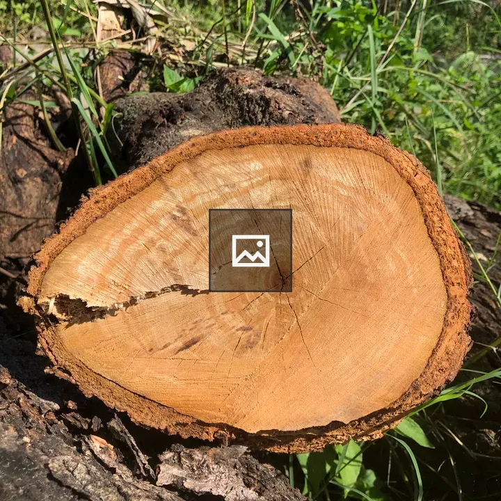 Log cut