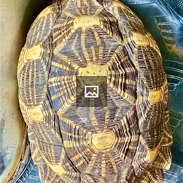Geochelone elegans in Rajasthan