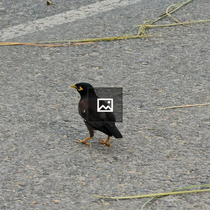 Common Myna on Asphalt