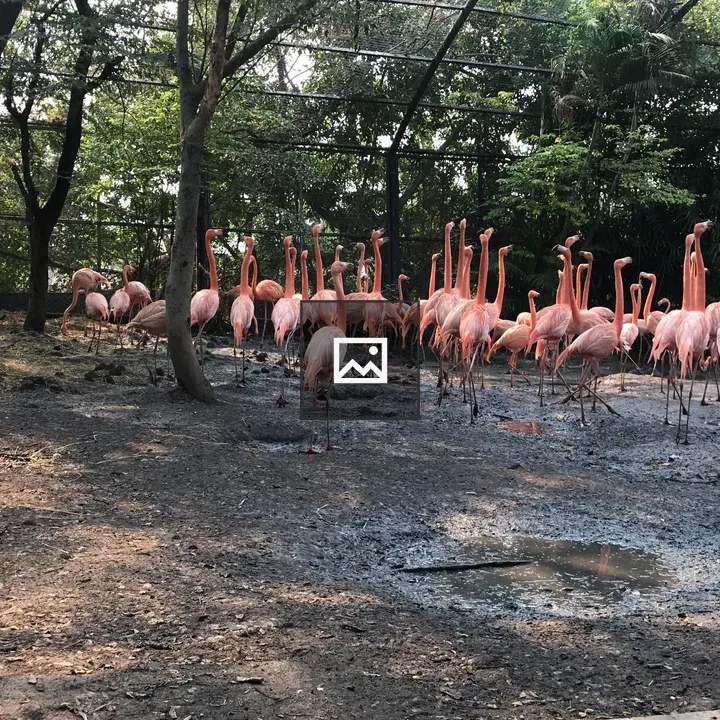 Flamingos in Shaded Wetland