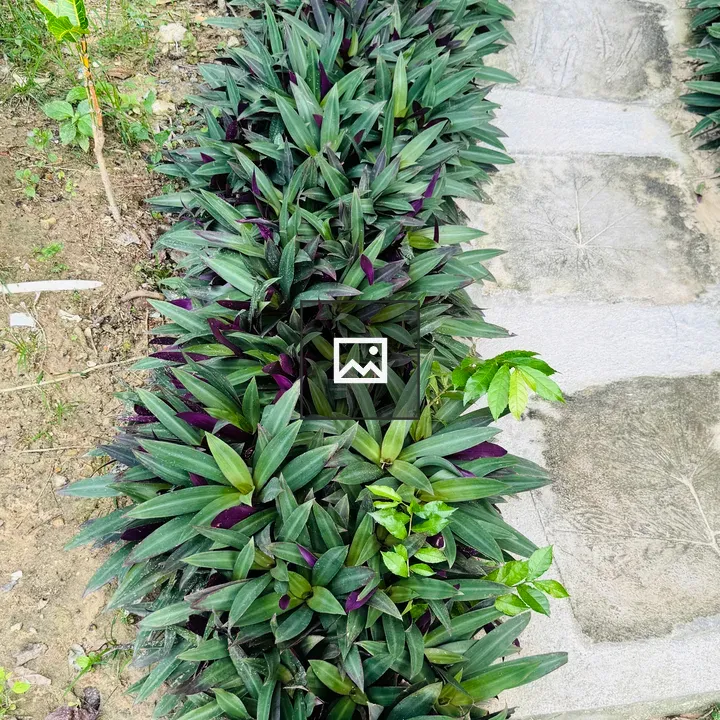 Curved stone path with Moses-in-the-Cradle plants