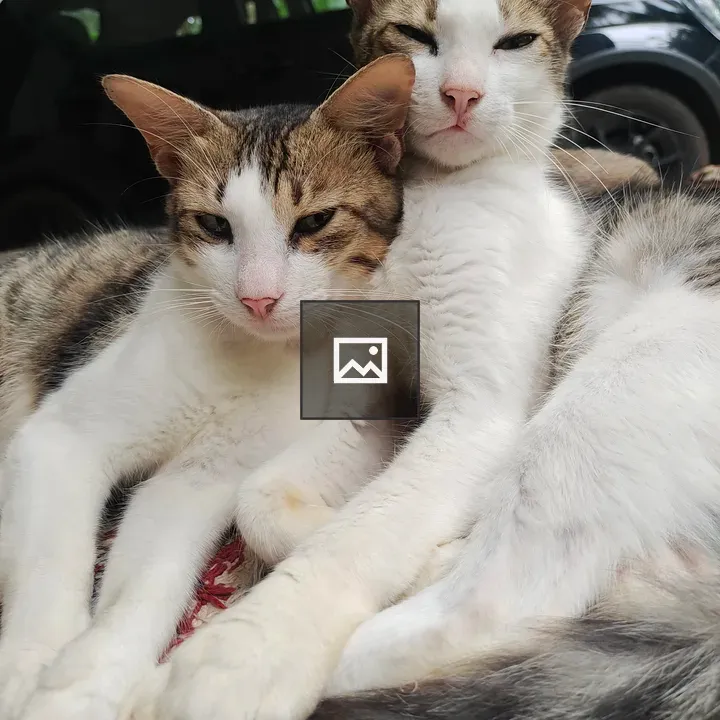 Two white cats on a car