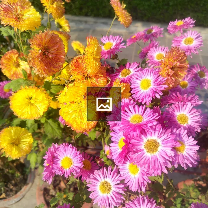 Flower arrangement with pink daisies