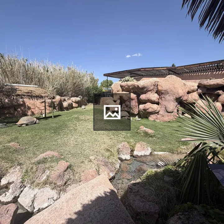 Three tortoises grazing