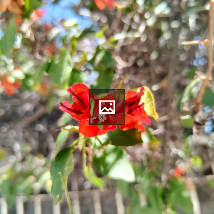 Red Flower on Soft Background