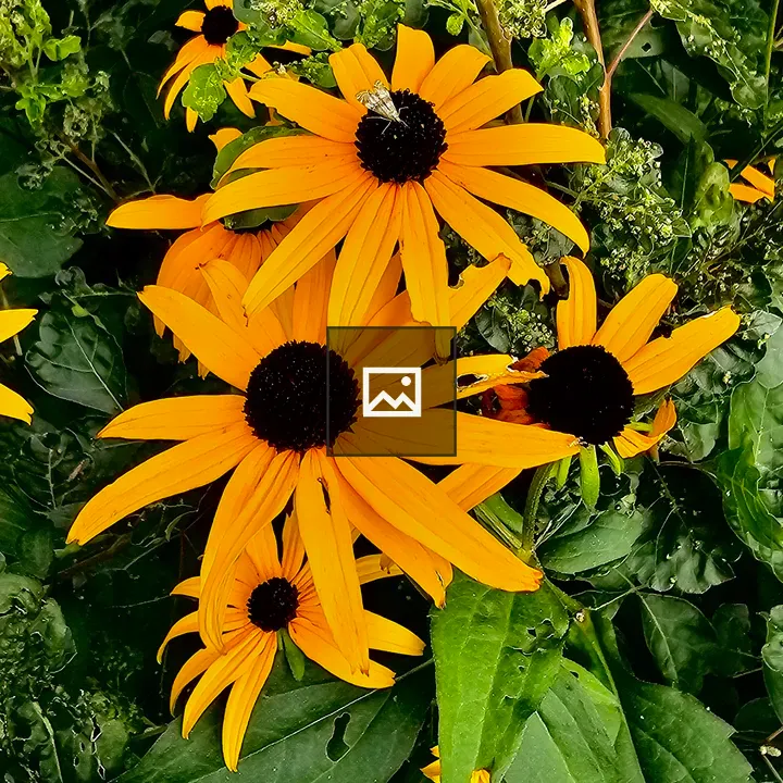 Rudbeckia fulgida with butterfly