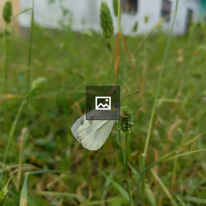 White butterfly on grass flower
