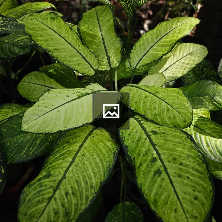 Leafy greens in botanical garden