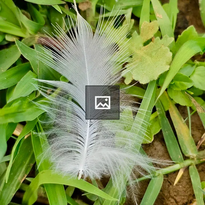 Feather on Green Grass