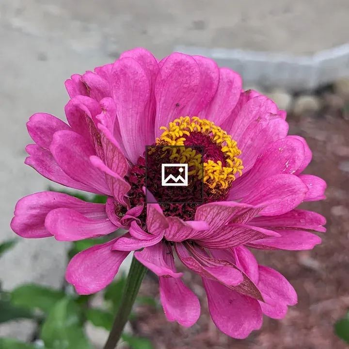 Purple and yellow zinnia flower