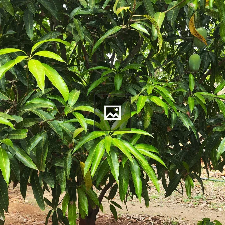 Mango Tree with Broad Leaves