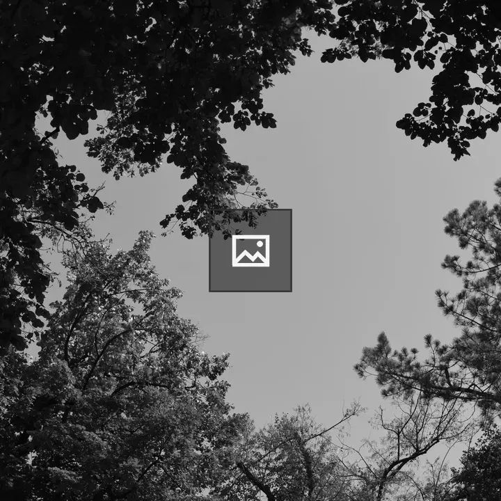 Looking Up Through Trees in Black and White
