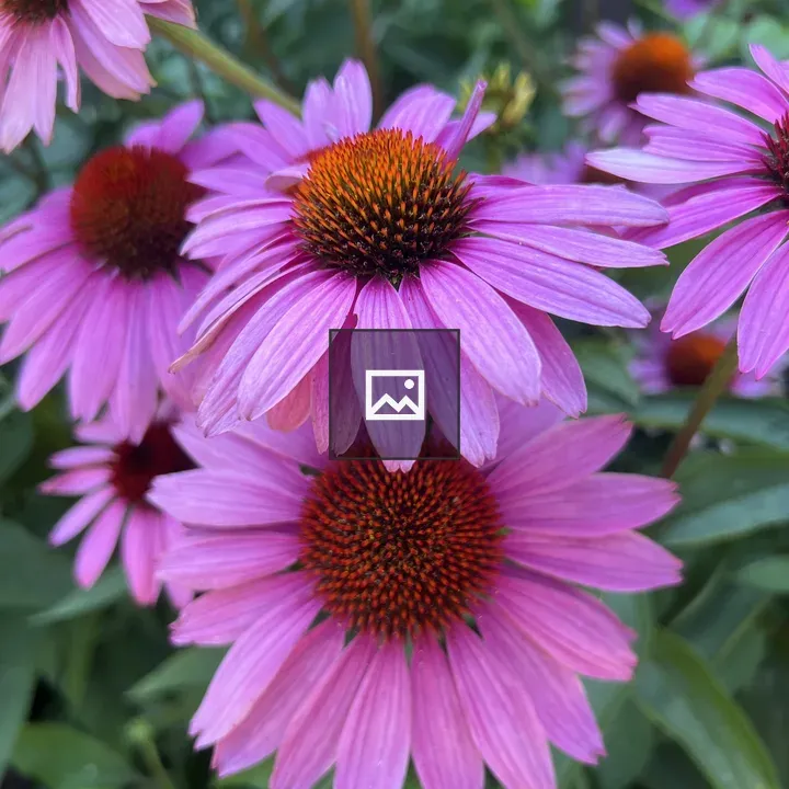 Purple Coneflowers