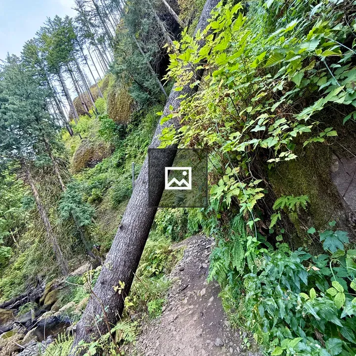 Hiking Trail with Fallen Tree