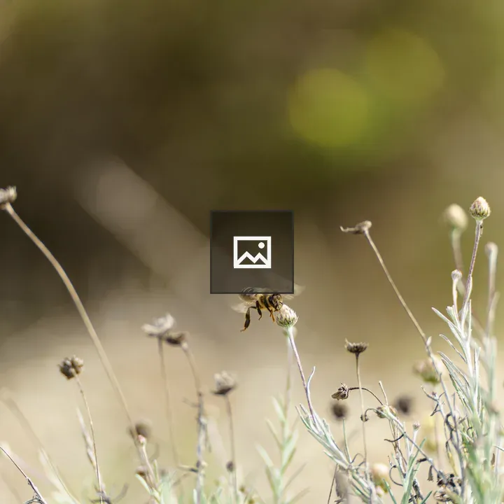 Bee Hovering Over Wildflowers