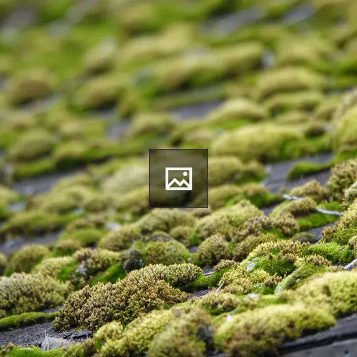 Moss on Roof
