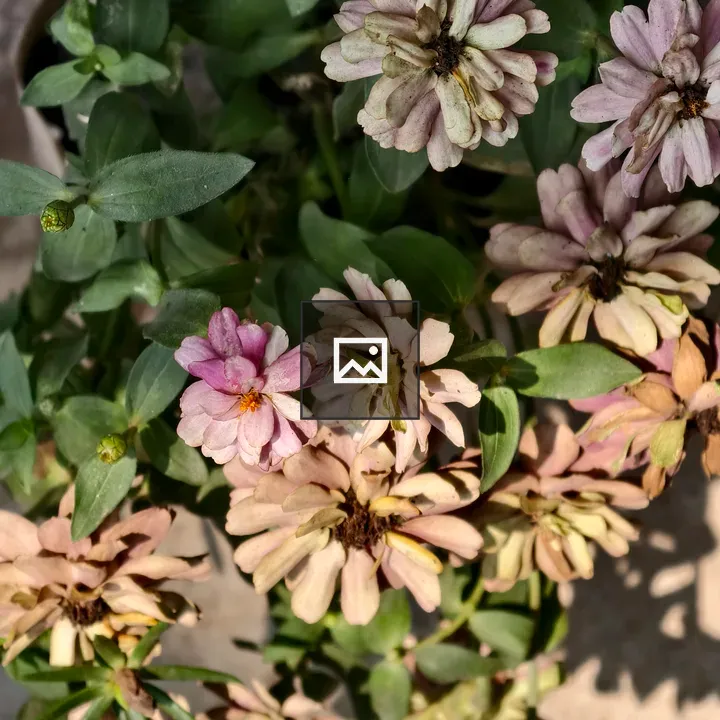 Zinnia Flowers in Bloom