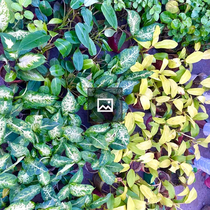 Potted green and yellow plants