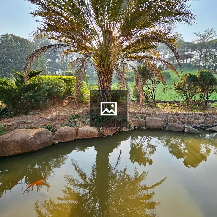 Palm Tree in Garden Pond