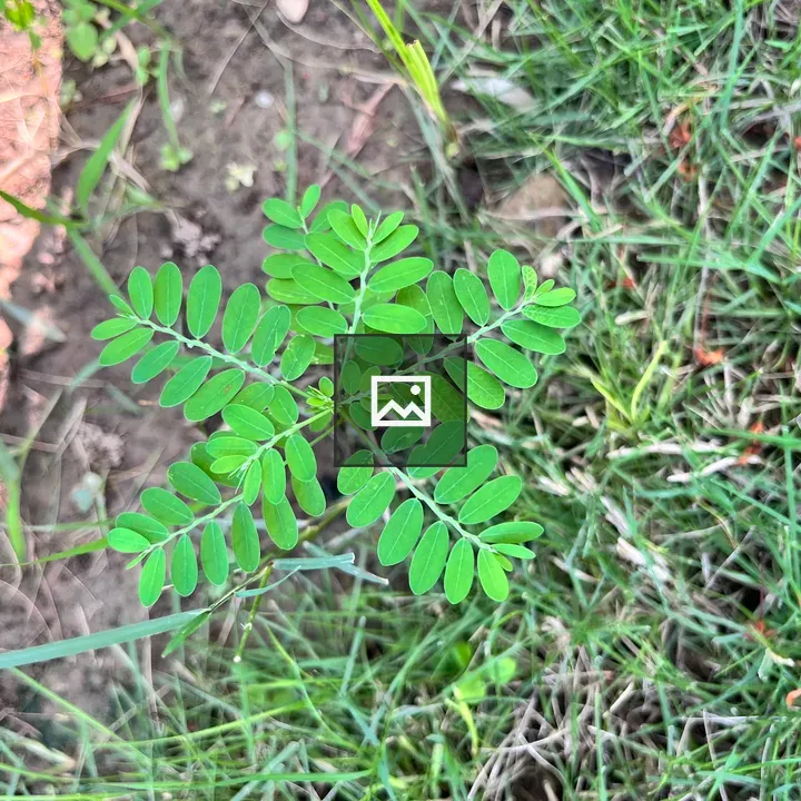 Close-up Green Plant Leaf