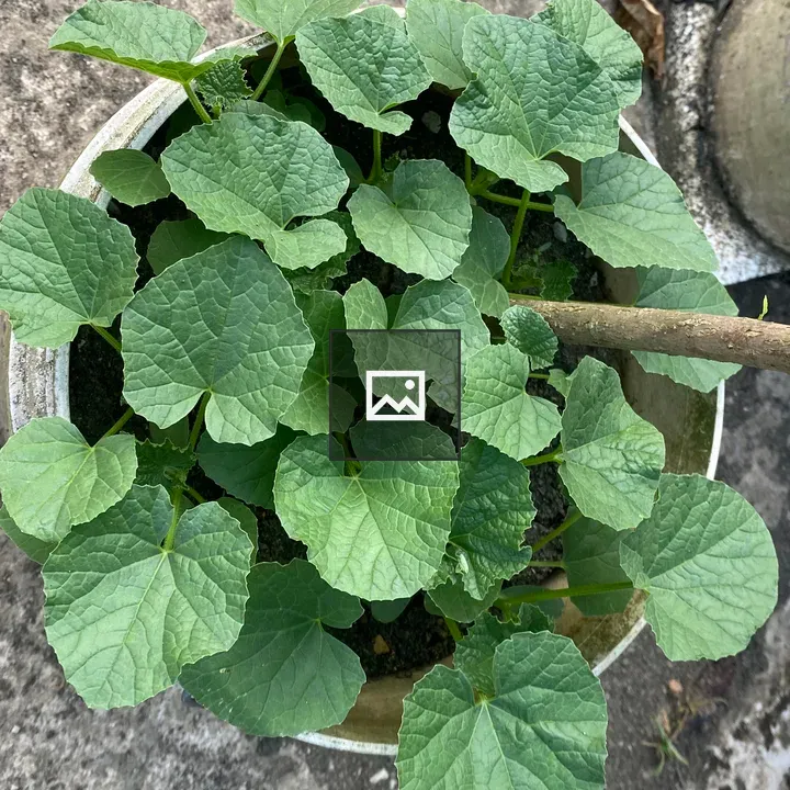 Healthy cucumber plant in pot