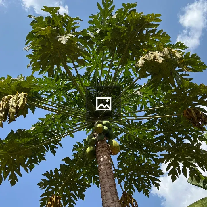 Pawpaw Tree Tops