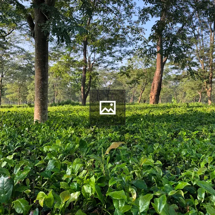 Tea field in Nepal