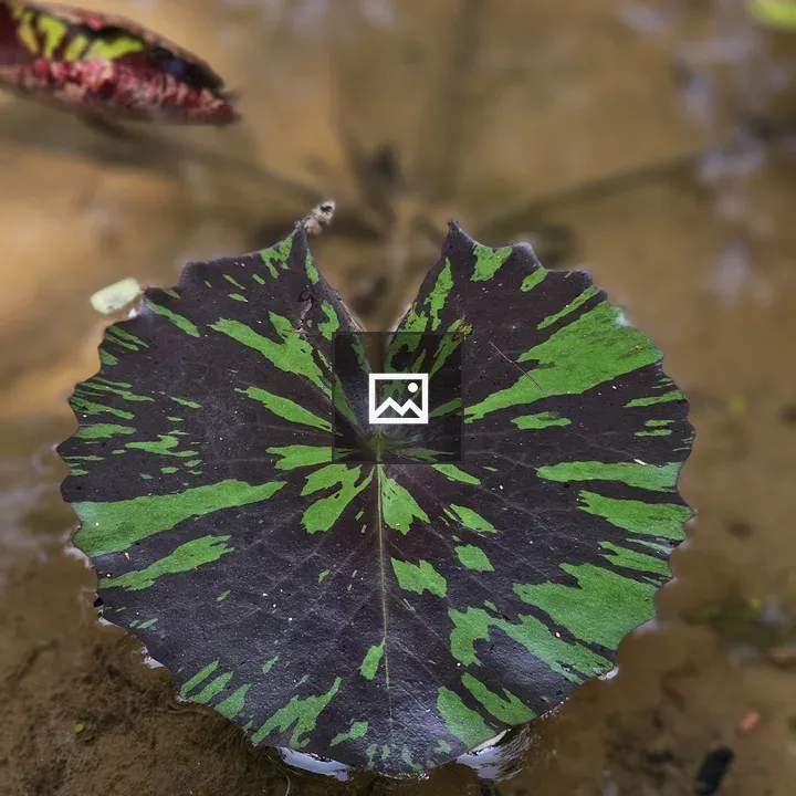 Water lily leaf with purple-green patterns