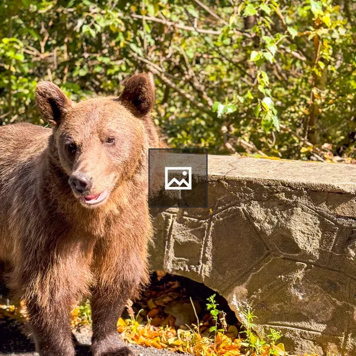 Bear headshot on Transfagarasan