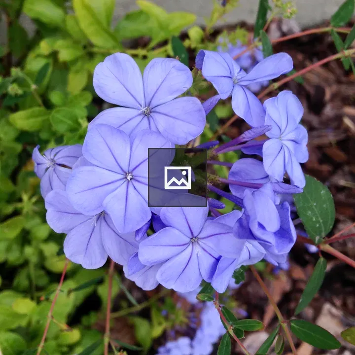 Periwinkle flowers