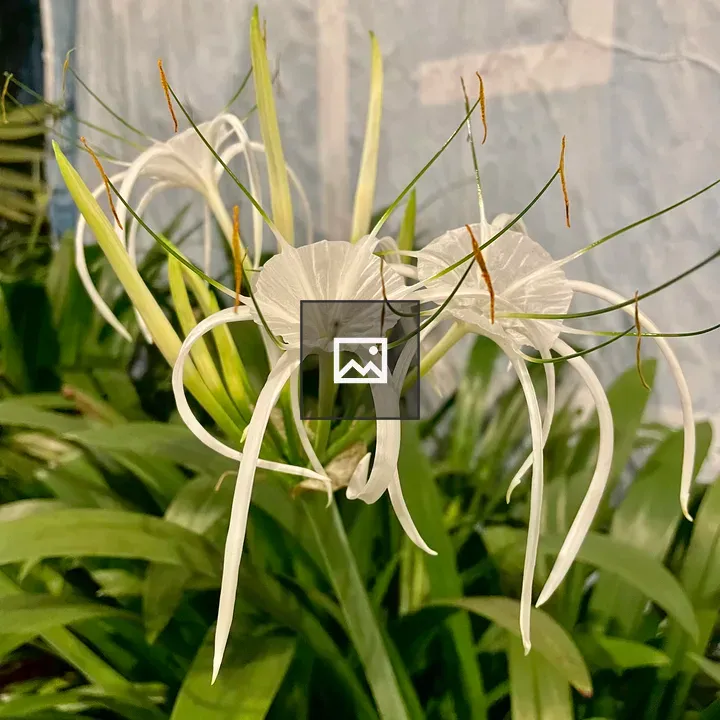Beach spider lily flowers