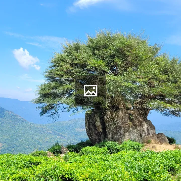 Shrubs on a Rock in Tea Plantation